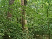 Relaxing forest view, filmed from a tree 13/16
