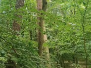 Relaxing forest view, filmed from a tree 14/16