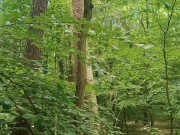 Relaxing forest view, filmed from a tree 15/16