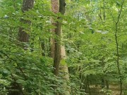 Relaxing forest view, filmed from a tree 16/16