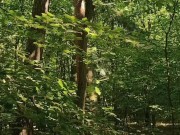 Relaxing forest view, filmed from a tree 2/16