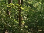 Relaxing forest view, filmed from a tree 3/16