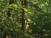 Relaxing forest view, filmed from a tree 4/16