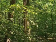 Relaxing forest view, filmed from a tree