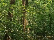 Relaxing forest view, filmed from a tree 8/16
