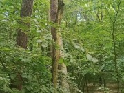Relaxing forest view, filmed from a tree 9/16