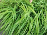 I seduced my housekeeper when she was in the garden (part 1) - Lesbian_illusion