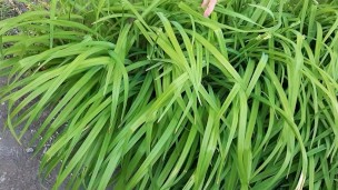 I seduced my housekeeper when she was in the garden (part 1) - Lesbian_illusion