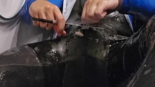 Ripping clothes and Handjob in slime wearing cycling clothes