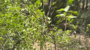 paja en el bosque