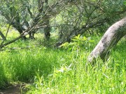 Pale Redhead Hikes Nude And Spreads Herself Open On Trail - Pepper Starks 4/16