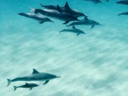 Dolphins Kammeran