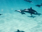 Dolphins Kammeran 15/16