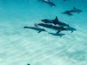 Dolphins Kammeran 16/16