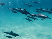 Dolphins Kammeran 2/16