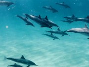 Dolphins Kammeran 5/16