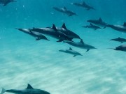 Dolphins Kammeran 9/16