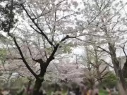 【個人撮影】SMシリーズ❤︎目隠しと首輪をした可愛い彼女とのSEXの真横からのアングル動画♡ピストン時のお尻の揺れがエロすぎる..♡／Japanese amateur hentai ／日本人／パイパン 15/16