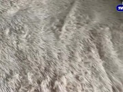 Hamster Kombat helped me pick up a beautiful girl and fuck her on the same day 3/16