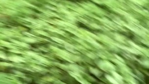 Risky Walkway Forest Piss