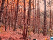 Sexy Scarlett Taylor gives lover a wild blowjob while driving 4/16