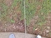 Backyard Risky Pissing 13/16