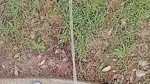 Backyard Risky Pissing