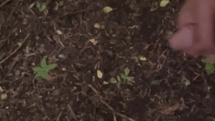 Masturbationen forest rains