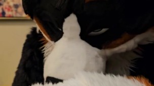 Horny murrsuiter AngryBarks licks and teases ManedStripes