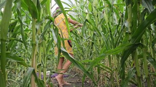 Voyeur a girl masturbating in Corn Field n CUM Creampie her