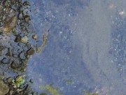 Closeup Pissing in the River