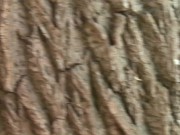 Very sexy girl fucked outdoors 2/16