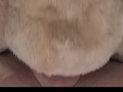 Breeding my Teddy Bear 3/16