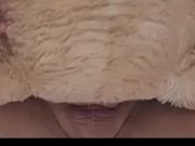 Breeding my Teddy Bear