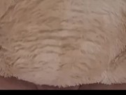 Breeding my Teddy Bear 6/16