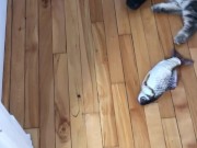 cute cat playing around 10/16