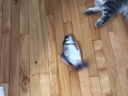 cute cat playing around 15/16