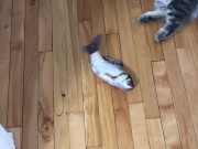 cute cat playing around 16/16