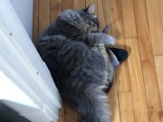 cute cat playing around