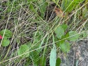 Can’t Hold My Pee, Piss on Roadside - Dane Coxx 13/16