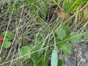 Can’t Hold My Pee, Piss on Roadside - Dane Coxx 14/16