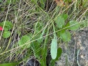 Can’t Hold My Pee, Piss on Roadside - Dane Coxx 15/16