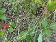 Can’t Hold My Pee, Piss on Roadside - Dane Coxx 2/16