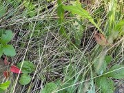 Can’t Hold My Pee, Piss on Roadside - Dane Coxx 4/16