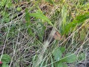 Can’t Hold My Pee, Piss on Roadside - Dane Coxx 5/16