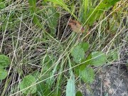 Can’t Hold My Pee, Piss on Roadside - Dane Coxx 9/16