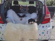 Fluffy car with fun 11/16