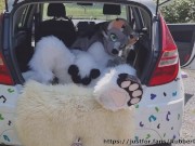 Fluffy car with fun 13/16