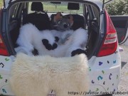 Fluffy car with fun 16/16