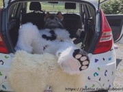 Fluffy car with fun 2/16
